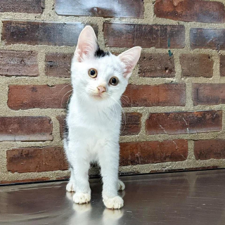 Illustration de l'article : Une chatonne à la tête penchée fait fondre le cœur de ses sauveteurs