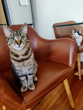 Illustration de l'article : Une chatonne tr&egrave;s fr&ecirc;le d&eacute;joue tous les pronostics et se fait m&ecirc;me un meilleur ami dans sa famille d&rsquo;accueil 