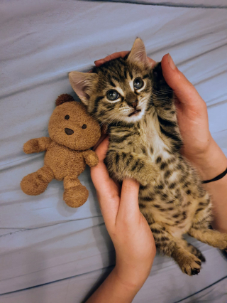 Illustration de l'article : Une chatonne tr&egrave;s fr&ecirc;le d&eacute;joue tous les pronostics et se fait m&ecirc;me un meilleur ami dans sa famille d&rsquo;accueil 