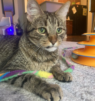 Illustration de l'article : Deux chats ayant vécu 10 ans ensemble se retrouvent sans famille du jour au lendemain