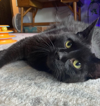 Illustration de l'article : Deux chats ayant vécu 10 ans ensemble se retrouvent sans famille du jour au lendemain