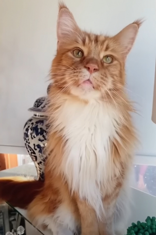 Illustration de l'article : Un chat pas comme les autres : ce Maine Coon géant fait la taille d’un enfant de 9 ans