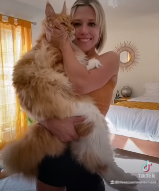 Illustration de l'article : Un chat pas comme les autres : ce Maine Coon géant fait la taille d’un enfant de 9 ans
