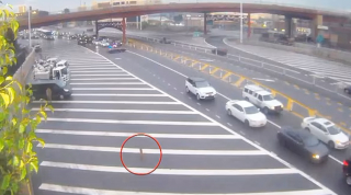 Illustration de l'article : Un chien perdu traverse New York pendant une semaine et s&egrave;me le trouble au milieu des voitures