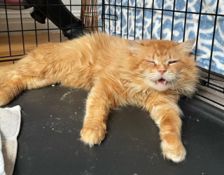 Illustration de l'article : Un chat errant touche ses sauveteurs, qui se mobilisent pour lui offrir une vie meilleure