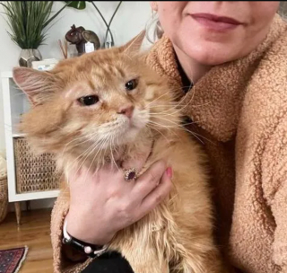 Illustration de l'article : Un chat errant touche ses sauveteurs, qui se mobilisent pour lui offrir une vie meilleure