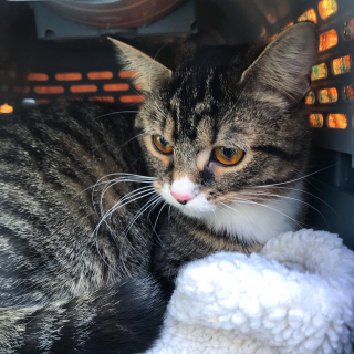 Illustration de l'article : Cette chatte ne peut pas allaiter, mais s’occupe du mieux qu’elle le peut de son seul chaton (vidéo)