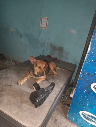 Illustration de l'article : 3 animaux négligés et vivant dans l’insalubrité ont été sauvés grâce à l’appel d’un voisin