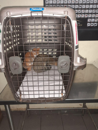 Illustration de l'article : 3 animaux négligés et vivant dans l’insalubrité ont été sauvés grâce à l’appel d’un voisin 