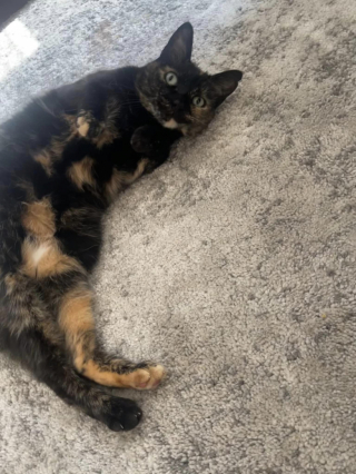 Illustration de l'article : Un félin sauvé de la rue et atteint du sida du chat est de retour à la case départ un an après son adoption (vidéo)