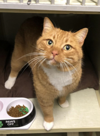 Illustration de l'article : Disparu lors de l’incendie de sa maison, ce chat refait surface un an plus tard