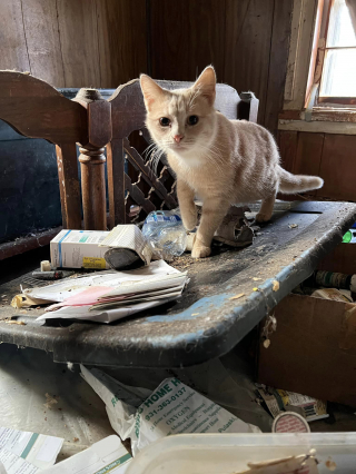 Illustration de l'article : Situation d’urgence pour plusieurs bénévoles, qui découvrent l’horreur dans une maison insalubre