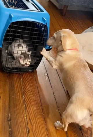 Illustration de l'article : La chienne d’une famille d’accueil prend soin de 5 chatons récemment arrivés