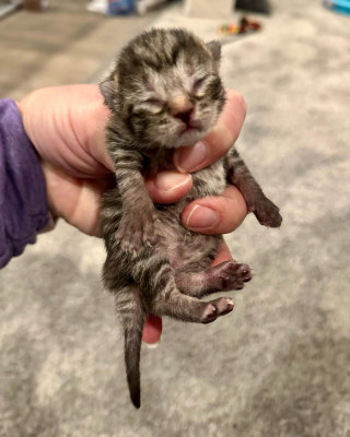 Illustration de l'article : Une m&egrave;re chatte d&eacute;laisse son petit, mais celui-ci n&rsquo;en d&eacute;mord pas : il veut rester aupr&egrave;s d&rsquo;elle &agrave; tout prix