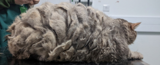 Illustration de l'article : Une chatte obèse a été retrouvée enfermée à l’intérieur d’un sac de sport, dans un parc