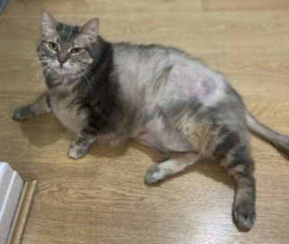 Illustration de l'article : Une chatte obèse a été retrouvée enfermée à l’intérieur d’un sac de sport, dans un parc