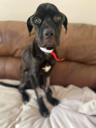 Illustration de l'article : Ce chien a failli mourir d’une maladie et son combat a été récompensé par l’obtention d’une famille pour la vie