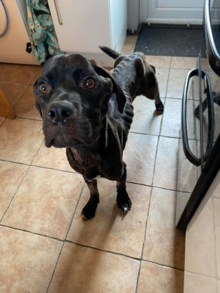 Illustration de l'article : Ce chien a failli mourir d’une maladie et son combat a été récompensé par l’obtention d’une famille pour la vie