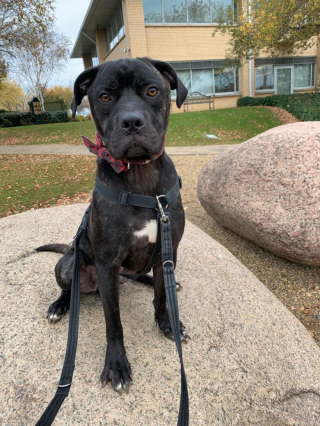 Illustration de l'article : Ce chien a failli mourir d’une maladie et son combat a été récompensé par l’obtention d’une famille pour la vie