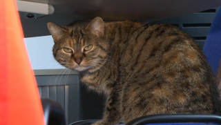 Illustration de l'article : Une entreprise accueille des chats errants dans ses bureaux, pour le plus grand plaisir des employ&eacute;s