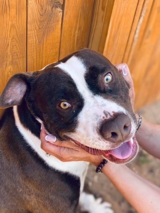 Illustration de l'article : &laquo; Toutes les chances &eacute;taient contre lui &raquo; : une bienfaitrice s&rsquo;active pour sauver un chien risquant l&rsquo;euthanasie