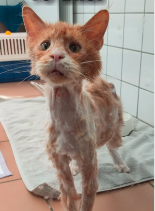 Illustration de l'article : Ce chat dans un &eacute;tat d&eacute;plorable attire l&rsquo;attention d&rsquo;une bienfaitrice, qui tente de le sauver