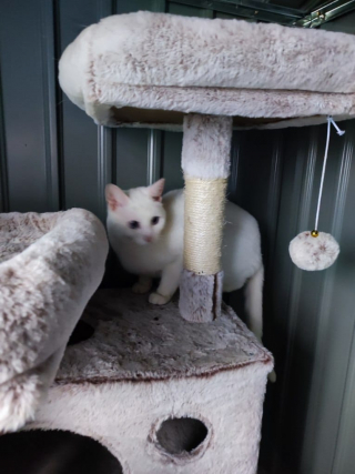 Illustration de l'article : Une femme découvre que ses deux chats sont piégés dans un égout et qu'elle ne peut pas les aider à sortir