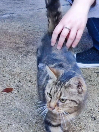 Illustration de l'article : Une femme découvre que ses deux chats sont piégés dans un égout et qu'elle ne peut pas les aider à sortir