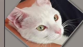 Illustration de l'article : À la recherche de son chat depuis 6 mois, elle tombe sur une photo qui ne laisse aucune place au doute