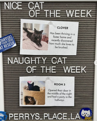 Illustration de l'article : Le personnel d’un refuge utilise un moyen à la fois drôle et astucieux pour faire connaître ses chats