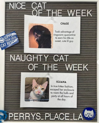 Illustration de l'article : Le personnel d’un refuge utilise un moyen à la fois drôle et astucieux pour faire connaître ses chats