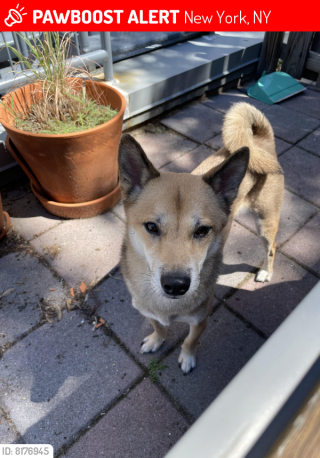 Illustration de l'article : Une personne sans domicile-fixe s’occupe d’un chien recherché par ses propriétaires après une fugue