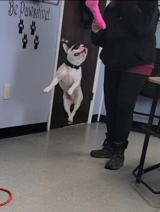 Illustration de l'article : Une femme décide d’offrir sa chance à un chien de refuge, malgré ses problèmes de comportement