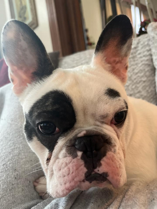 Illustration de l'article : Une femme décide d’offrir sa chance à un chien de refuge, malgré ses problèmes de comportement