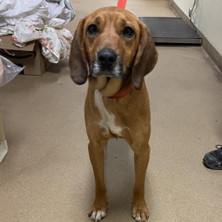 Illustration de l'article : La fugue inquiétante d’une chienne de refuge se transforme en belle histoire