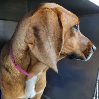 Illustration de l'article : La fugue inquiétante d’une chienne de refuge se transforme en belle histoire