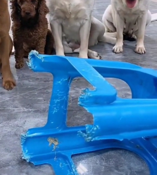 Illustration de l'article : Un Labrador mâchouille une chaise et se fait dénoncer par ses congénères lorsque leur propriétaire les interroge (vidéo) 
