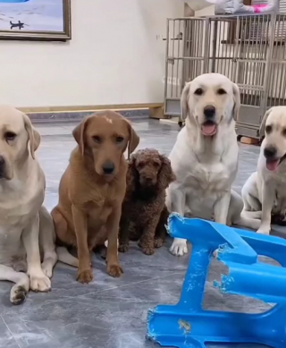 Illustration de l'article : Un Labrador mâchouille une chaise et se fait dénoncer par ses congénères lorsque leur propriétaire les interroge (vidéo) 
