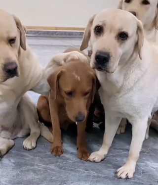Illustration de l'article : Un Labrador mâchouille une chaise et se fait dénoncer par ses congénères lorsque leur propriétaire les interroge (vidéo) 