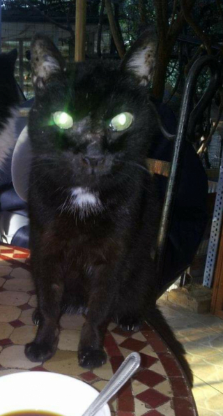 Illustration de l'article : Apr&egrave;s s&rsquo;&ecirc;tre occup&eacute;s d&rsquo;une chatte aveugle, ils d&eacute;cident de d&eacute;dier leur vie aux animaux handicap&eacute;s