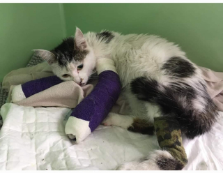 Illustration de l'article : Apr&egrave;s s&rsquo;&ecirc;tre occup&eacute;s d&rsquo;une chatte aveugle, ils d&eacute;cident de d&eacute;dier leur vie aux animaux handicap&eacute;s