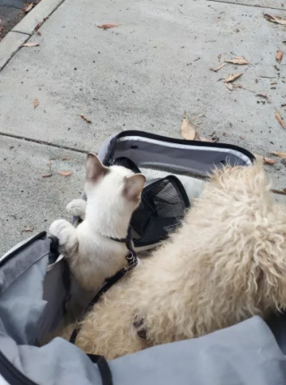 Illustration de l'article : Un chat « caresse » tous les chiens qu’il croise lors de ses promenades