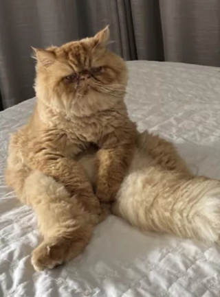 Illustration de l'article : Ce chat, qui a beaucoup amusé la toile, a une façon très singulière de s’asseoir ! 