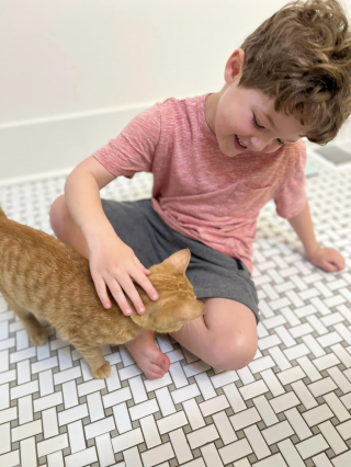 Illustration de l'article : Un chat tente de sauter dans chaque voiture qu’il croise sur le parking d’un restaurant McDonald’s, recherchant désespérément de l’aide