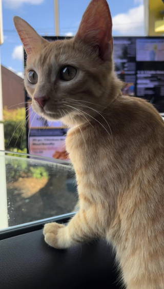 Illustration de l'article : Un chat tente de sauter dans chaque voiture qu’il croise sur le parking d’un restaurant McDonald’s, recherchant désespérément de l’aide