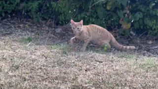 Illustration de l'article : Un chat tente de sauter dans chaque voiture qu’il croise sur le parking d’un restaurant McDonald’s, recherchant désespérément de l’aide