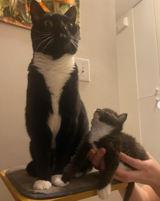 Illustration de l'article : Un chaton atteint de probl&egrave;mes moteurs fait des progr&egrave;s en suivant son grand fr&egrave;re adoptif partout