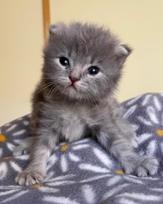 Illustration de l'article : Une bienfaitrice consacre ses journ&eacute;es &agrave; s&rsquo;occuper d&rsquo;une chatonne orpheline d&eacute;couverte inerte sous 37 &deg;