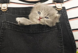 Illustration de l'article : Une bienfaitrice consacre ses journ&eacute;es &agrave; s&rsquo;occuper d&rsquo;une chatonne orpheline d&eacute;couverte inerte sous 37 &deg;