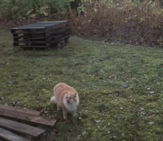 Illustration de l'article : 2 chats qui ne se connaissent pas communiquent bruyamment à travers une fenêtre (vidéo)
